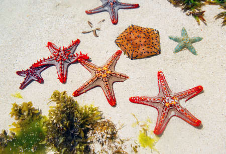 starfish in sand on beachの写真素材