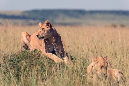 two lionesses in the African savannaの写真素材
