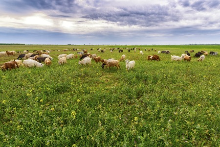 sheep and goats grazed on a spring meadowの写真素材