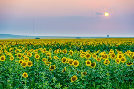 field of blooming sunflowers on a background sunsetの写真素材