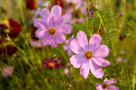 rustic garden with various flowersの写真素材