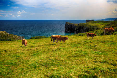 Rural mountain landscape with cows herdの写真素材