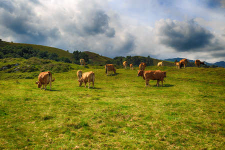 Rural mountain landscape with cows herdの写真素材