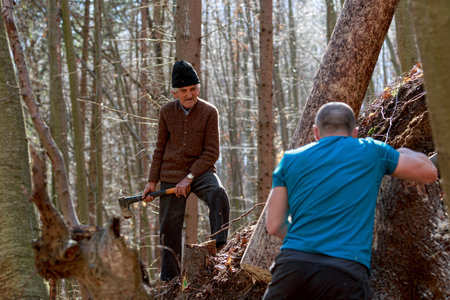 woodcutters working in the forest