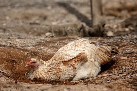 Free range organic chickens, rural Wisconsinの写真素材