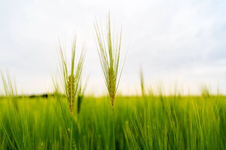 ears of barley in the fieldの写真素材