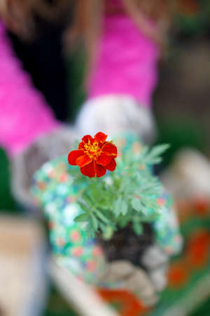 Tagetes flowers Erebta et Patula held in handsの写真素材