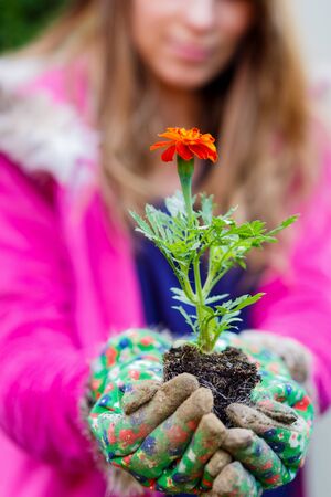 Tagetes flowers Erebta et Patula held in handsの写真素材