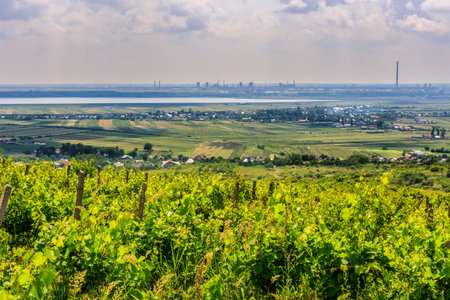 culture abandoned vineyard on a hillの写真素材