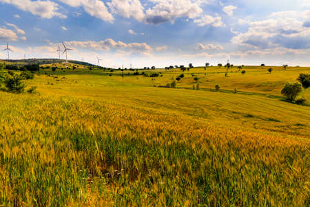 landscape with a wheat field in summerの写真素材