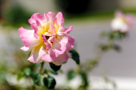 beautiful ornamental plant in the gardenの写真素材
