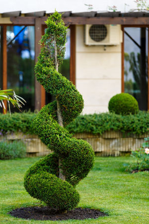 beautiful ornamental plant in the gardenの写真素材