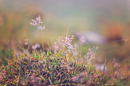 roua pe fire de iarba la munteの写真素材