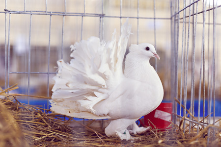 White dove in the cage, Pigeon locked in a cage.の写真素材