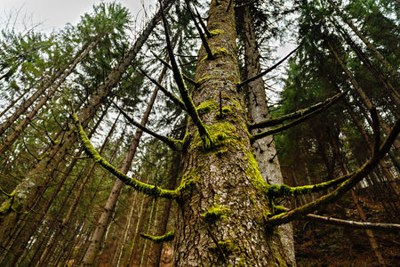 old tree full of moss