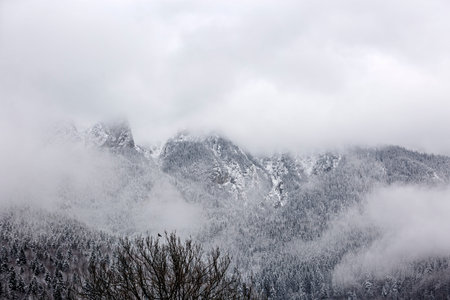 Mountain peaks covered with pine forests and surrounded by clouds