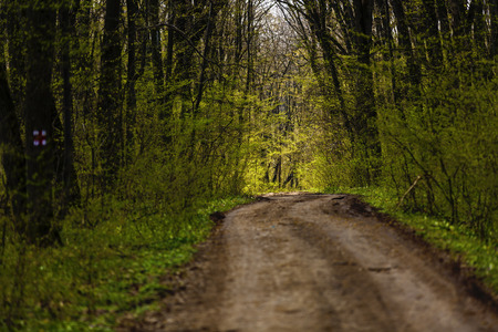 Hiking trail in a beautiful hornbeam forestの写真素材