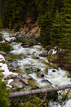 Landscape with a river flowing through a pine forest in the mountains