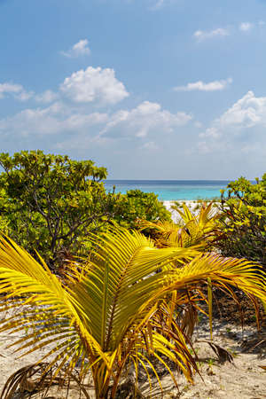 landscape with a tropical beach in the Maldivesの写真素材