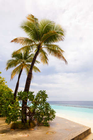 landscape with a tropical beach in the Maldivesの写真素材