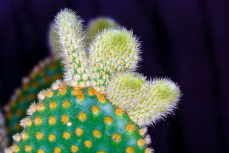 close up beautiful color  flower cactusの写真素材