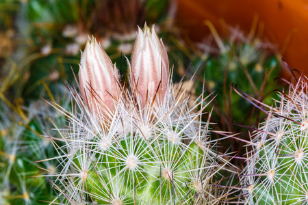 close up beautiful color  flower cactusの写真素材