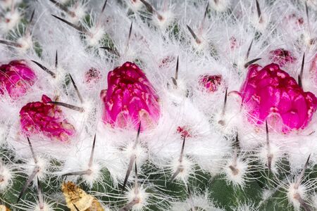 close up beautiful color  flower cactusの写真素材