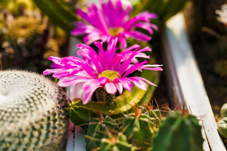 cacti bloom in the greenhouse image with selective focusの写真素材