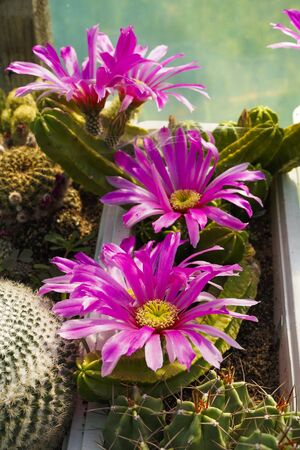 cacti bloom in the greenhouse image with selective focusの写真素材