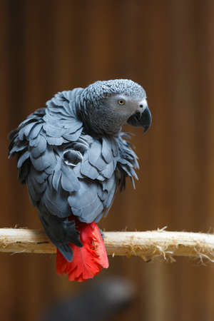 African Grey Parrot perched on tree branch in parkの写真素材