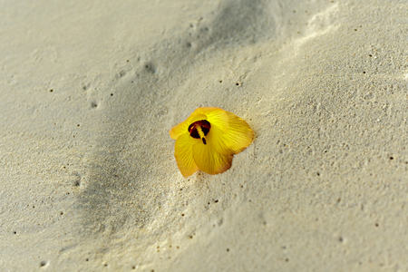 tropical plant in the wild in Maldivesの写真素材