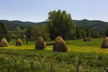 Haystacks on beautiful summer plateau in Carpathian mountain. Panoramic view on summer rural landscape with haystacks near forest. Green valley.の写真素材