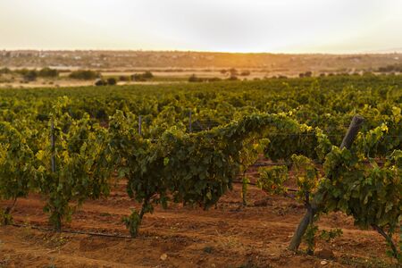 Plantation of grape vines landscape with sunsetの写真素材