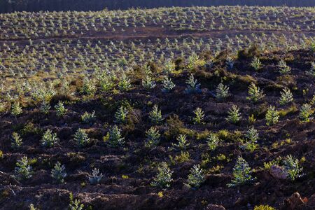 Young plantation of blue gum trees Eucalyptus sp in Portugalの写真素材