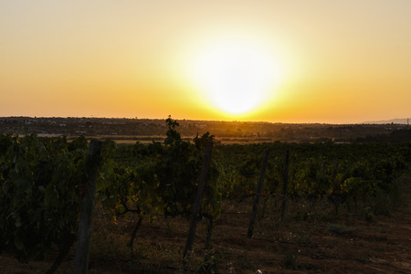 Plantation of grape vines landscape with sunsetの写真素材