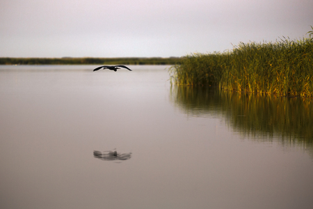 Ardea cinerea in the natural environment, the Danube Delta Romaniaの写真素材