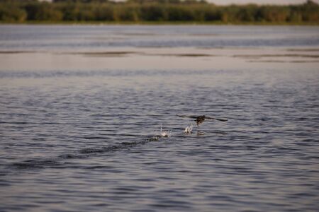 ducks in a natural environment, the Danube Delta Romaniaの写真素材