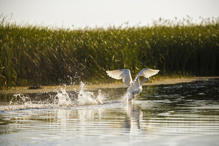 Cygnus olor in the natural environment, the Danube Delta, Romaniaの写真素材