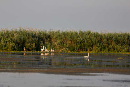 Pelecanus onocrotalus the natural environment, the Danube Delta Romaniaの写真素材