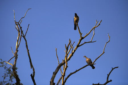 Columba oenas the natural environment, the Danube Delta Romaniaの写真素材