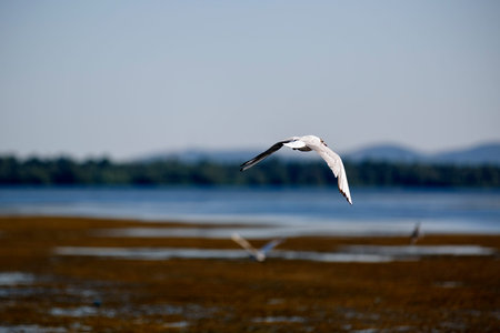 Larus argentatus in the natural environment, the Danube Delta Romania