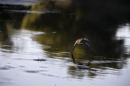ducks in a natural environment, the Danube Delta Romaniaの写真素材