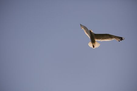 Larus argentatus in the natural environment, the Danube Delta Romaniaの写真素材