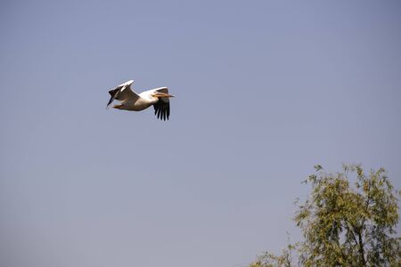 Pelecanus onocrotalus the natural environment, the Danube Delta Romaniaの写真素材