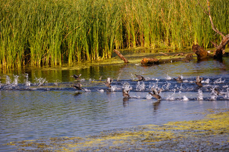 ducks in a natural environment, the Danube Delta Romania