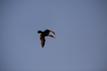 Phalacrocorax carbo in the natural environment, the Danube Delta Romaniaの写真素材