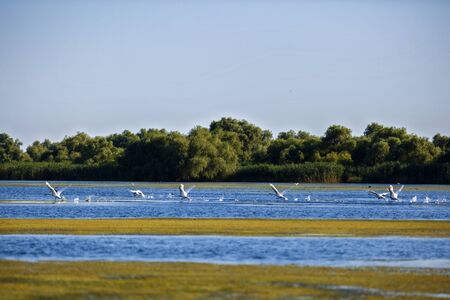 Pelecanus onocrotalus the natural environment, the Danube Delta Romaniaの写真素材