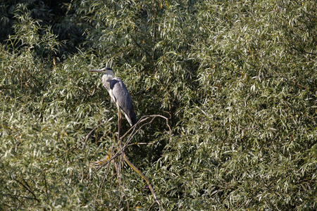 Ardea cinerea in the natural environment, the Danube Delta Romaniaの写真素材