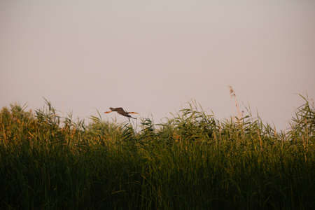Ardeola purpurea in natural environment, the Danube Deltaの写真素材
