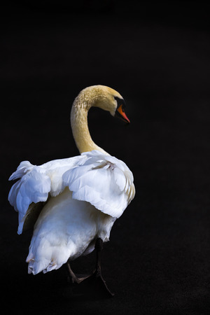 white swan on a lake in the parkの写真素材